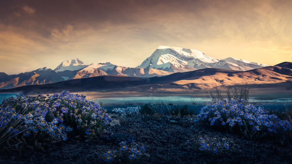 Golden Mountains Purple Bloom by qiye — canvas wall art