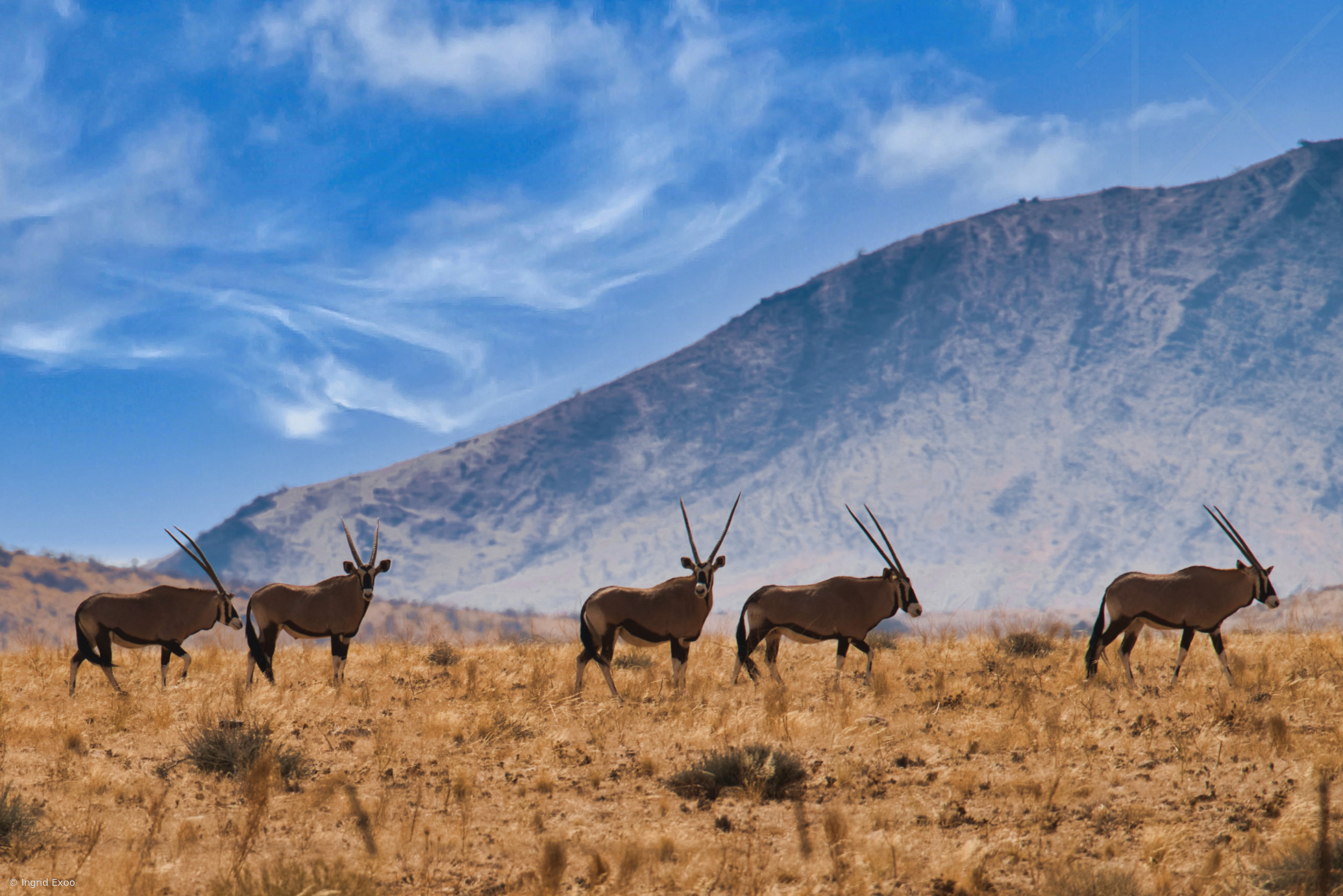 Five iconic Oryx by Ingrid Exoo