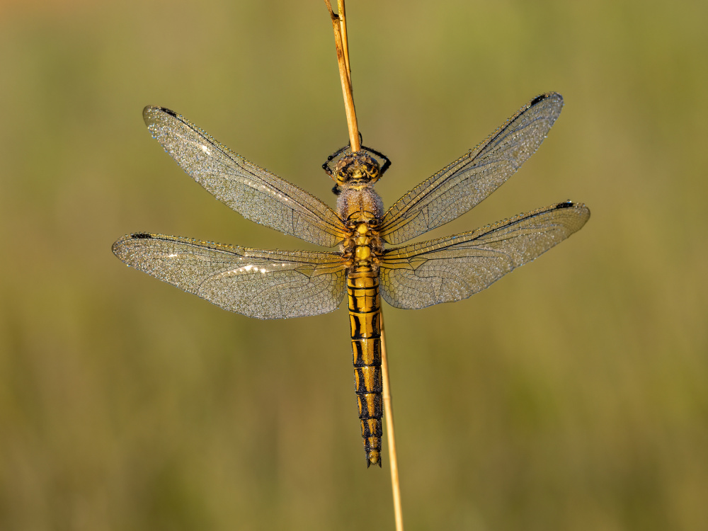 Morning Dew Dragonfly by Rostislav Kralik — canvas wall art