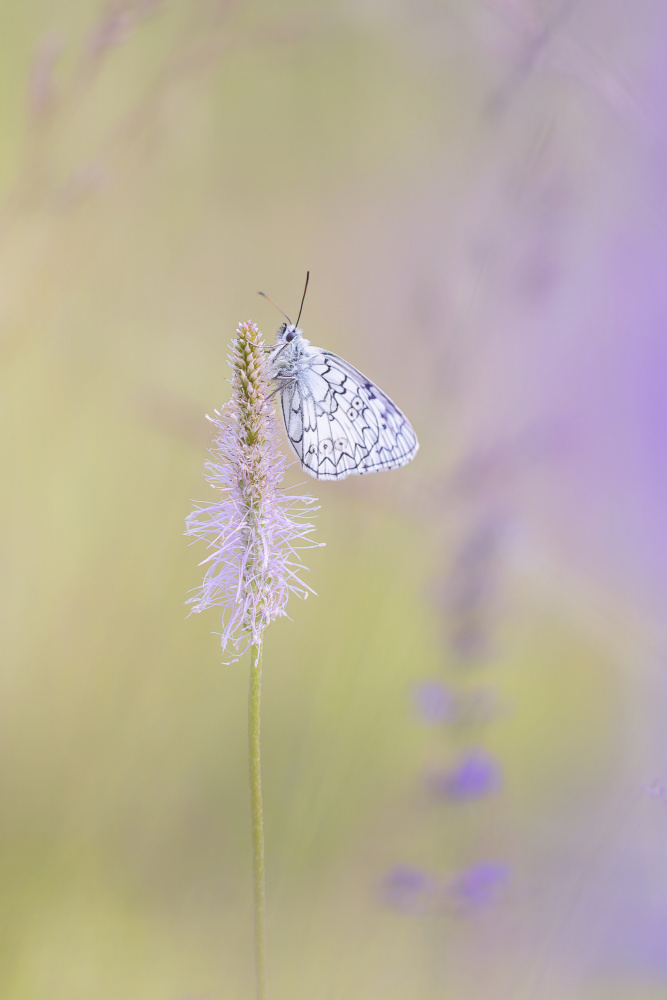 Lavender Meadow Butterfly by Benjamine Hullot Scalvenzi — canvas wall art