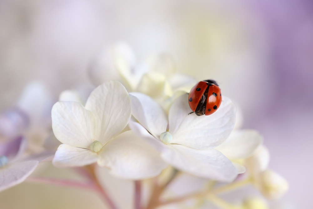 Gentle Ladybug Bloom by Ellen van Deelen — canvas wall art