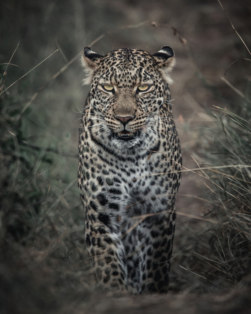 Intense Leopard Gaze by Amro — canvas wall art