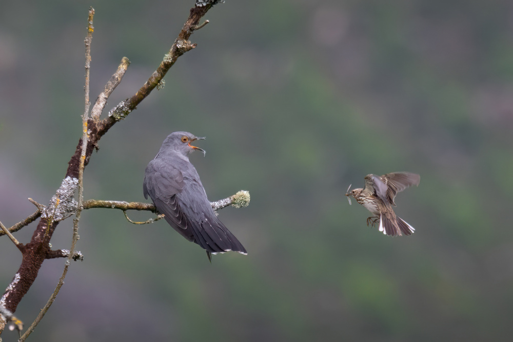 Feeding The Cuckoo by Kieran O Mahony AIPF — canvas wall art