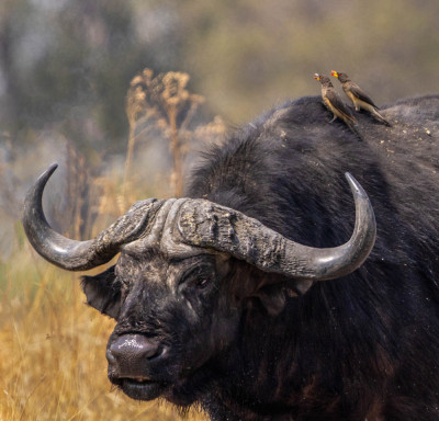 Echoes on the Buffalo's Back