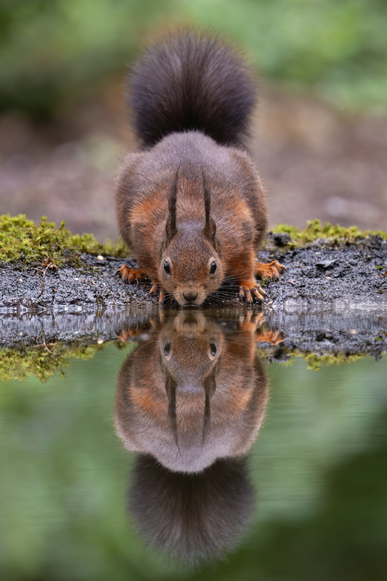 Squirrel in the mirror