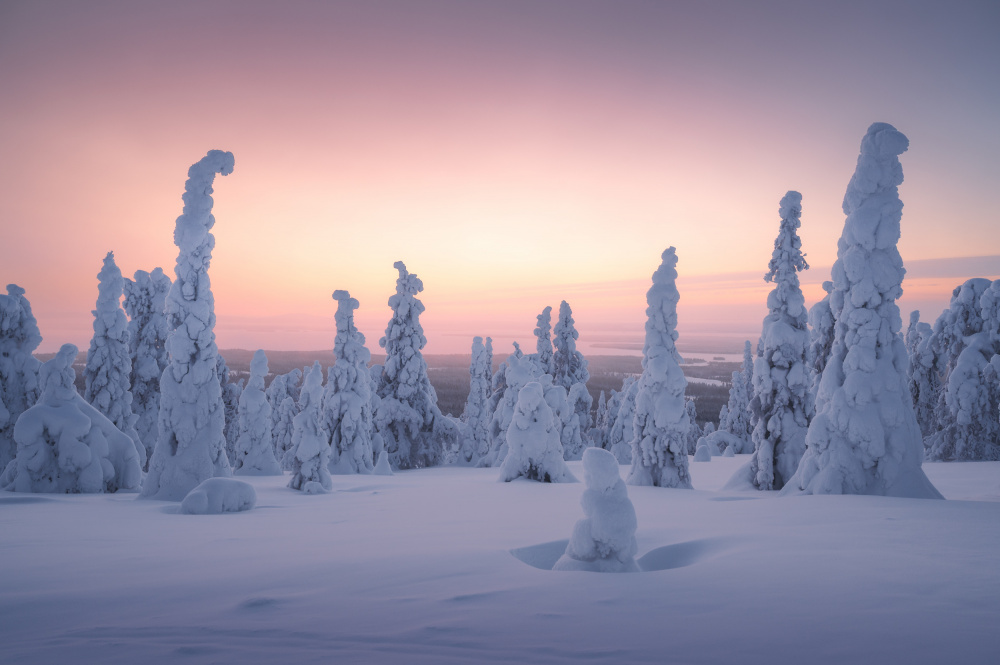 Pink Winter Wonderland by Tom Meier — canvas wall art