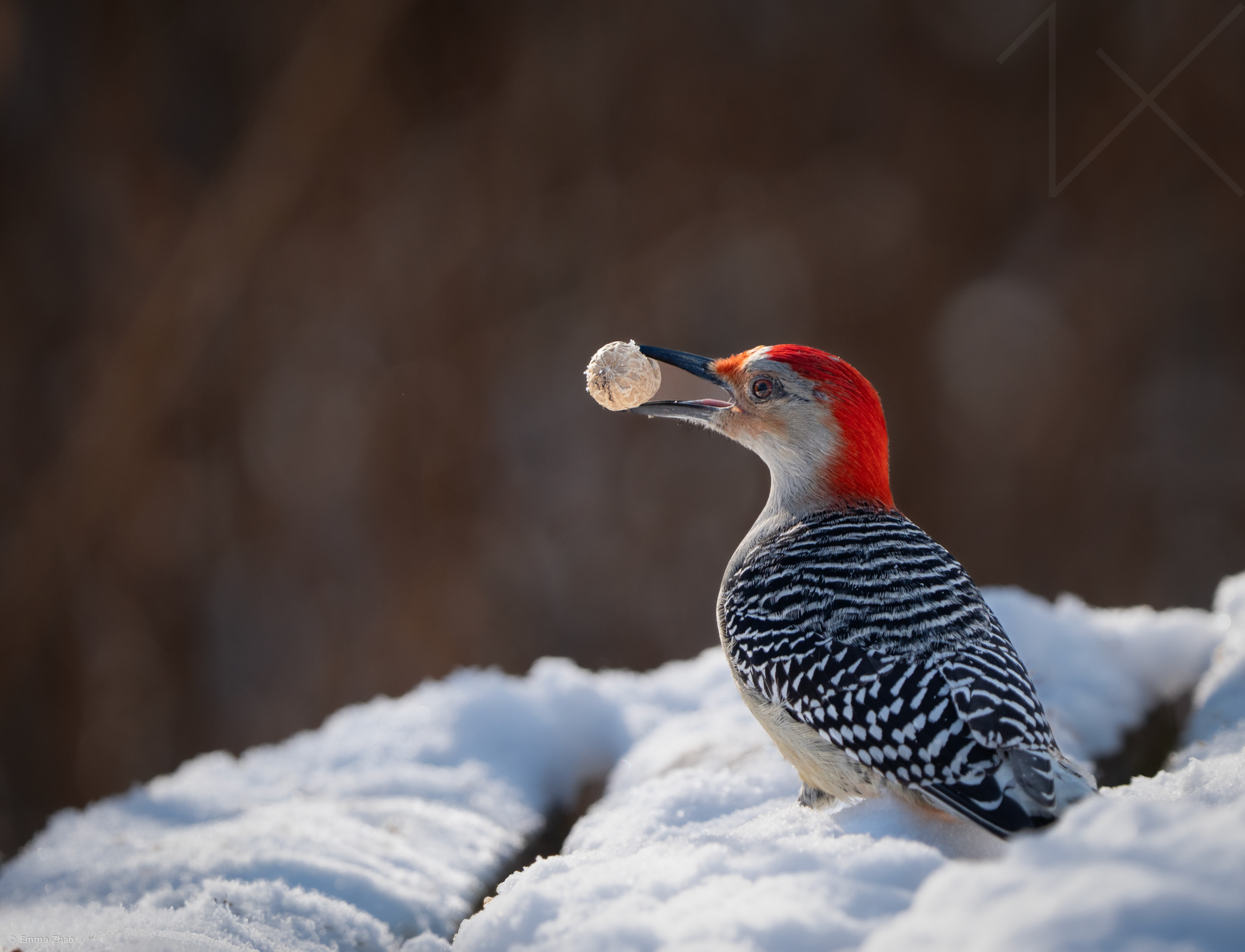 Red-bellied Woodpecker