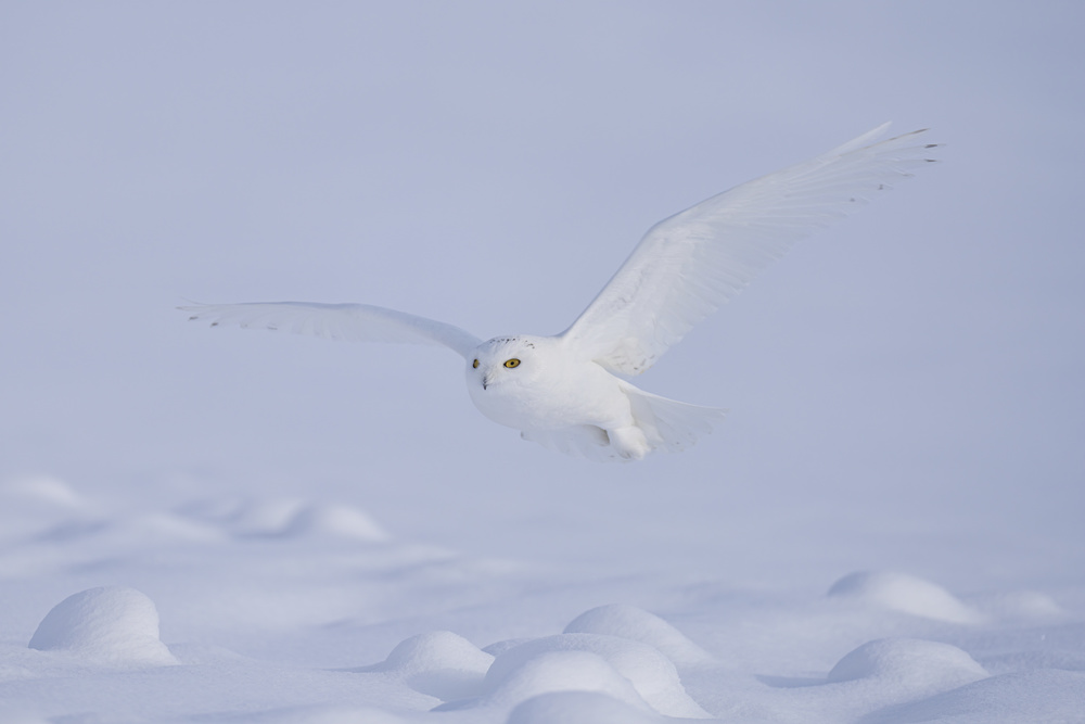 Snowy Owl in Flight by Peter Stahl — canvas wall art