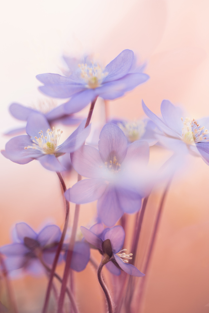 Soft Purple Blooms by Petra Dvorak — canvas wall art