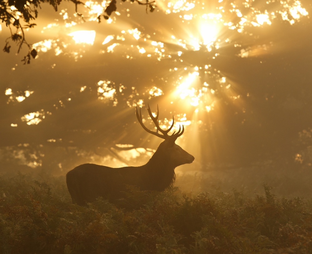 Stag in Golden Light by Greg Morgan — canvas wall art