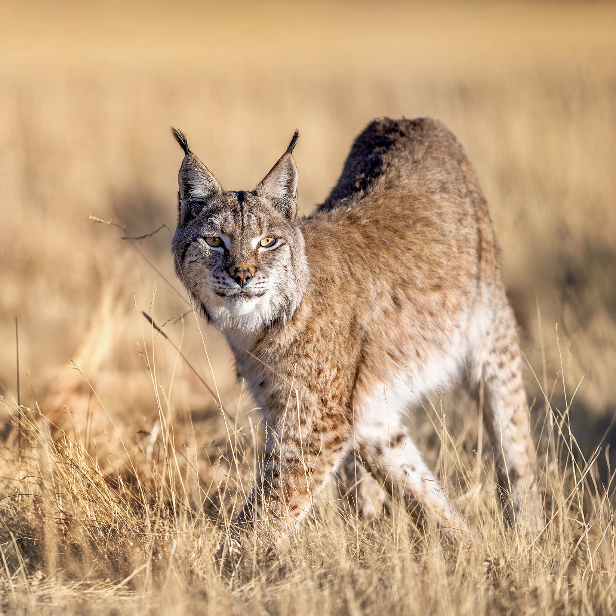 Lynx on Patrol
