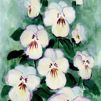 Fresh White Pansies