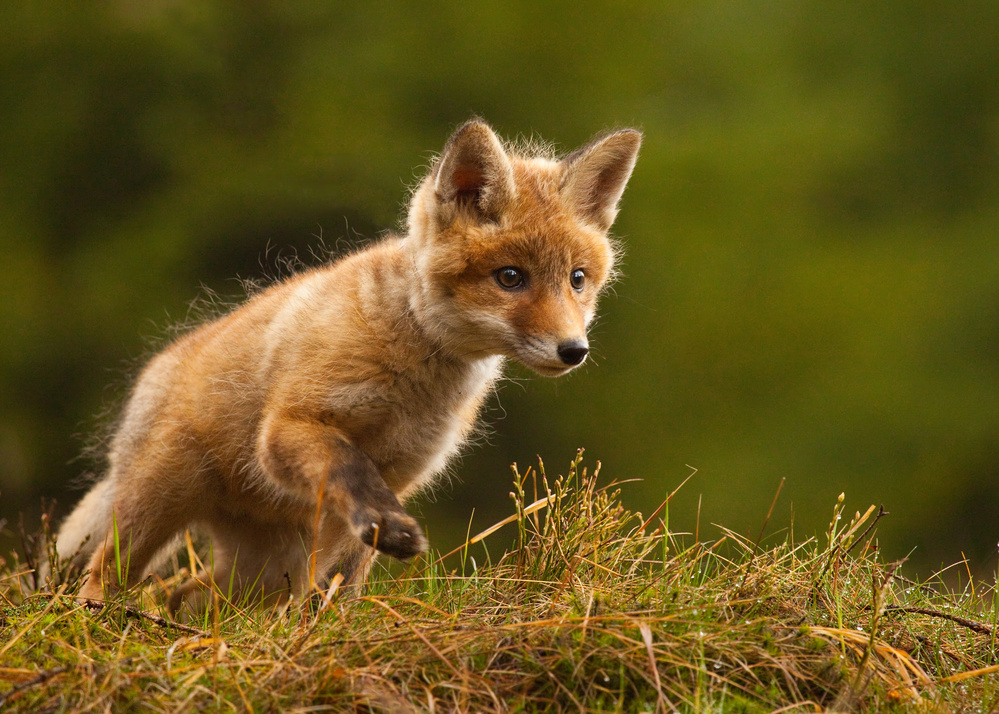 Little Fox Kit by Robert Adamec — canvas wall art