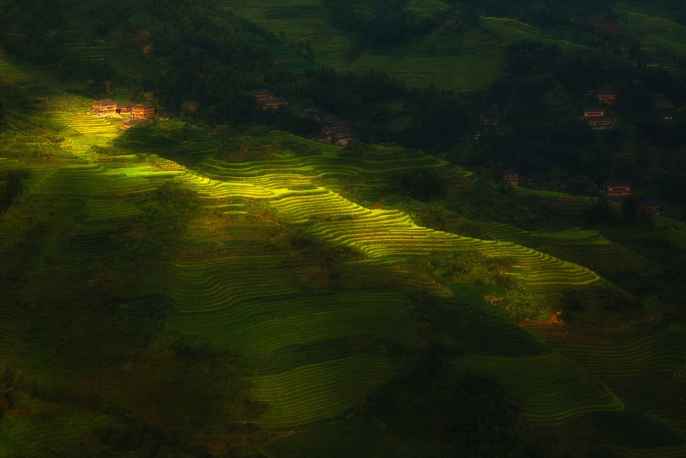 Golden Rice Terraces by Max Witjes — canvas wall art