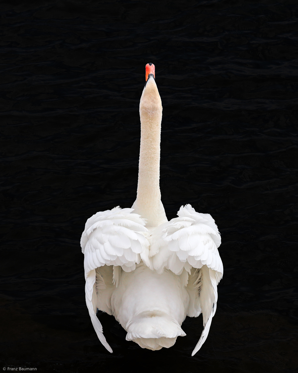 Swan