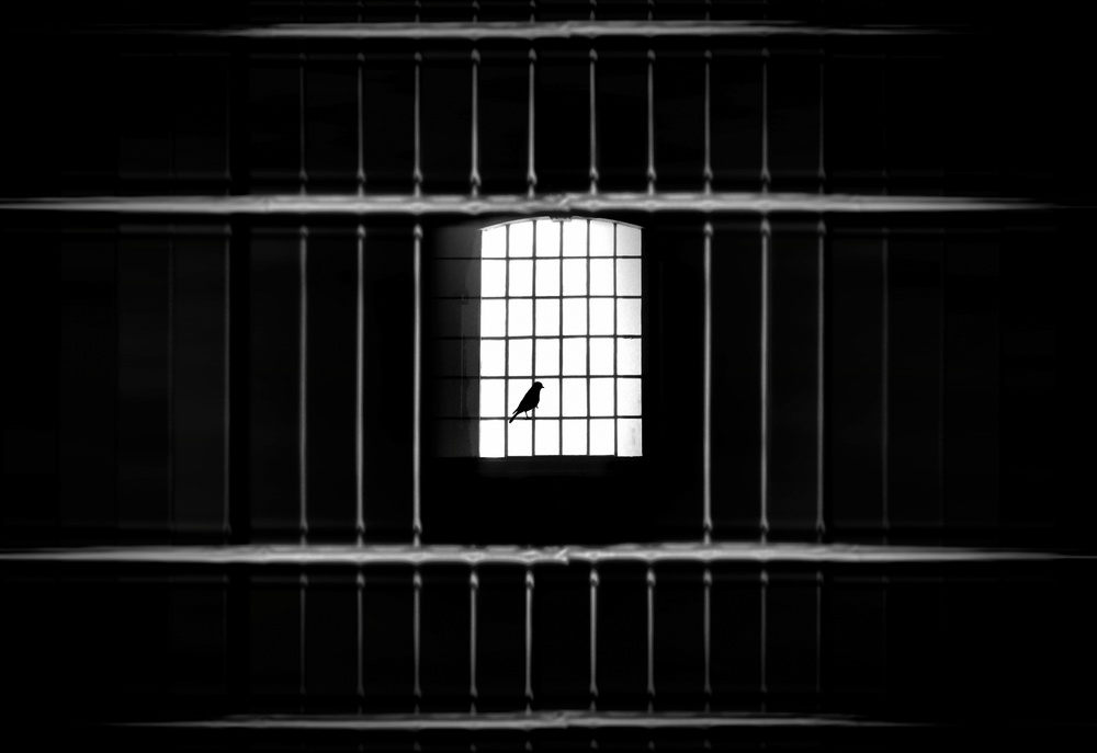 Bird Behind Bars by Ayse  Yorgancilar — canvas wall art
