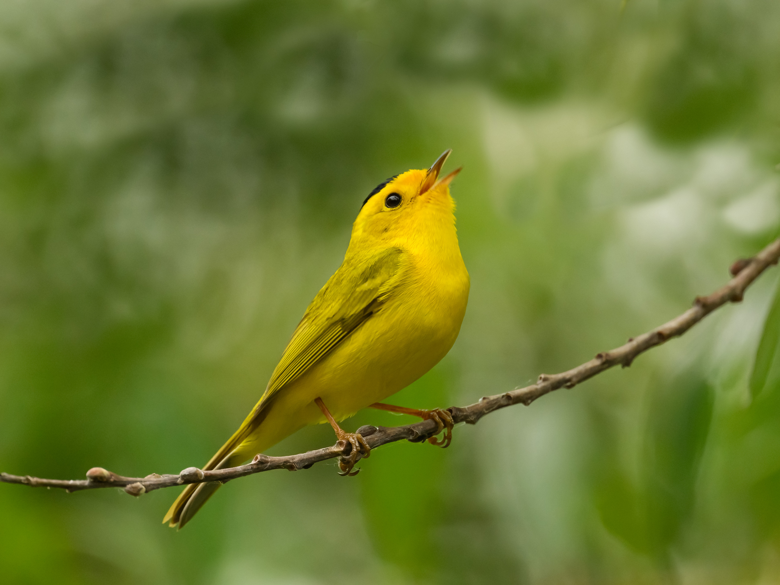 Wilson's warbler