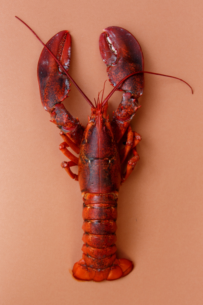 Vibrant Cooked Lobster by Masha Bakker Matijevic — canvas wall art