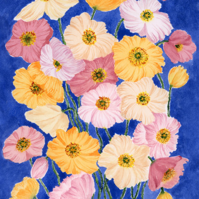 Vibrant Poppy Blooms