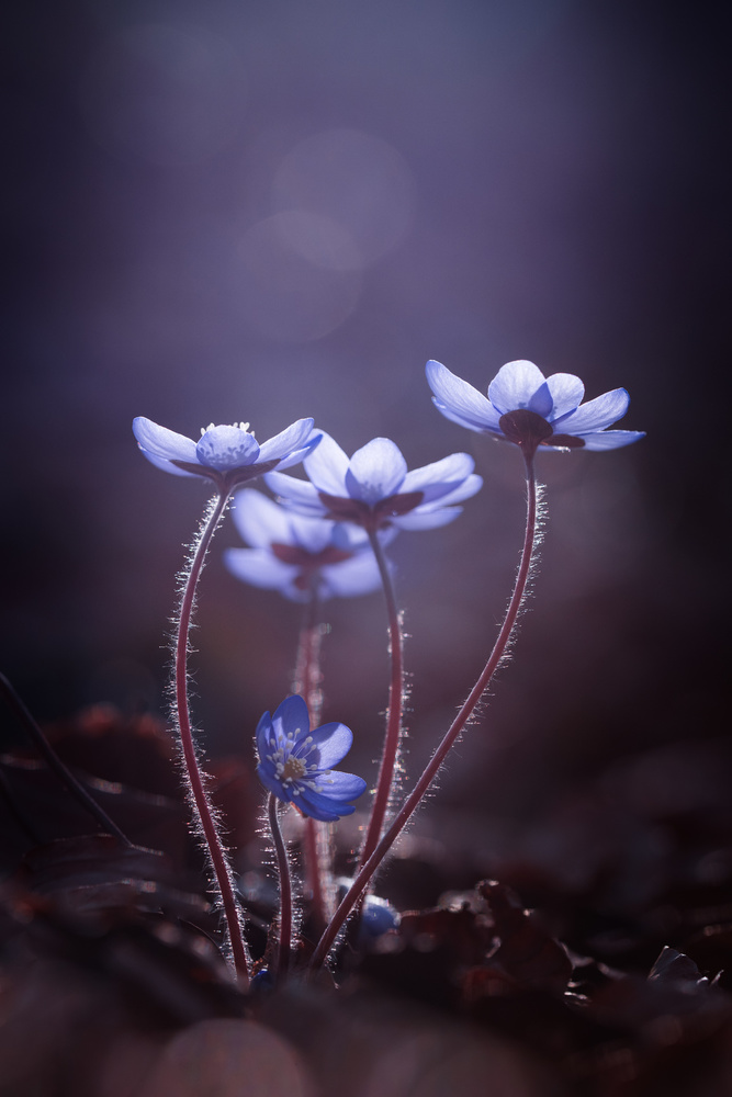 Delicate Blue Blooms by Petra Dvorak — canvas wall art