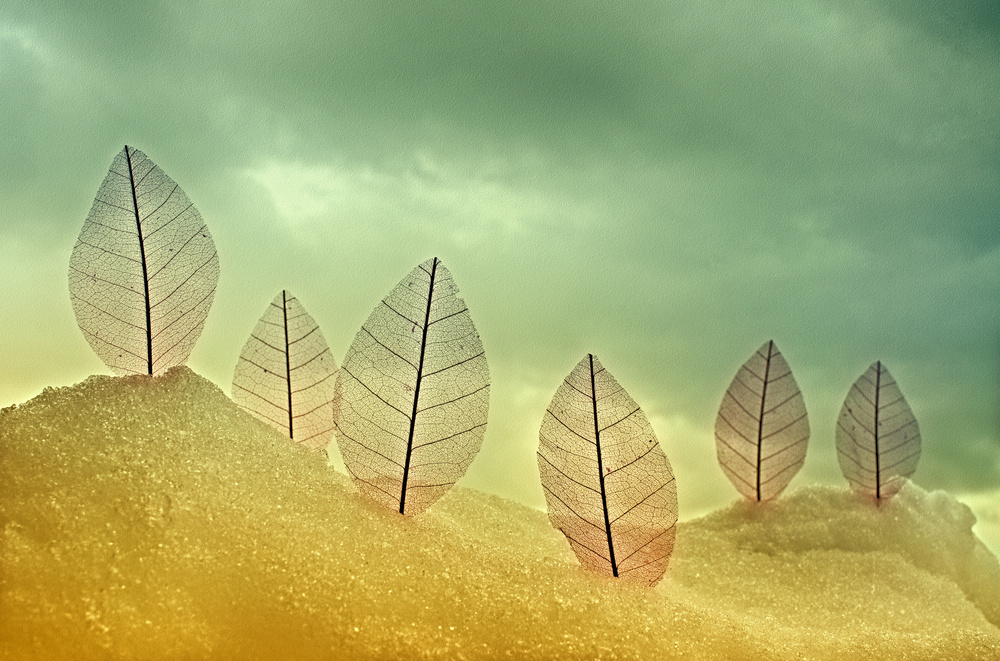 Delicate Winter Leaves by Miki Meir Levi — canvas wall art