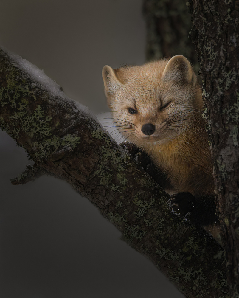 Winking Pine Marten by Molly Fu APA — canvas wall art