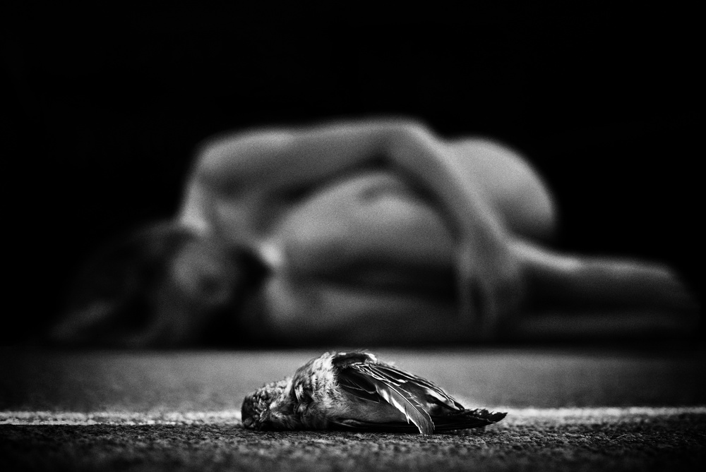 Fallen Bird And Nude by Samanta Krivec — canvas wall art