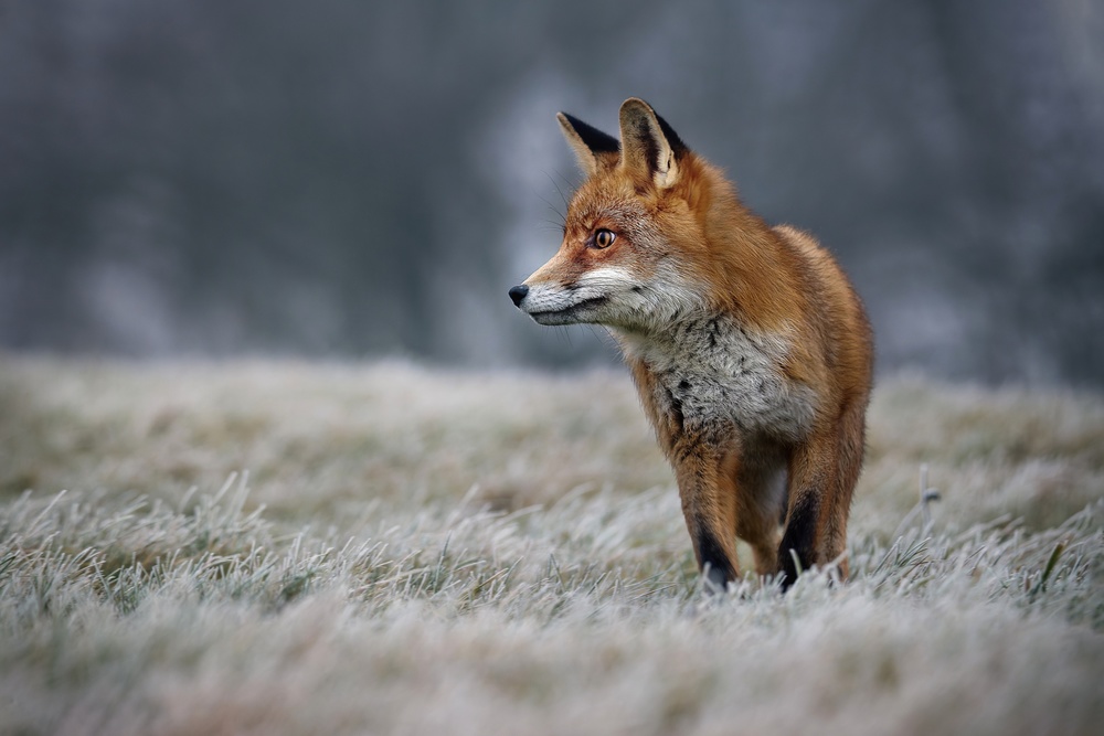 Fox in Frosty Field by Michaela Firešová — canvas wall art