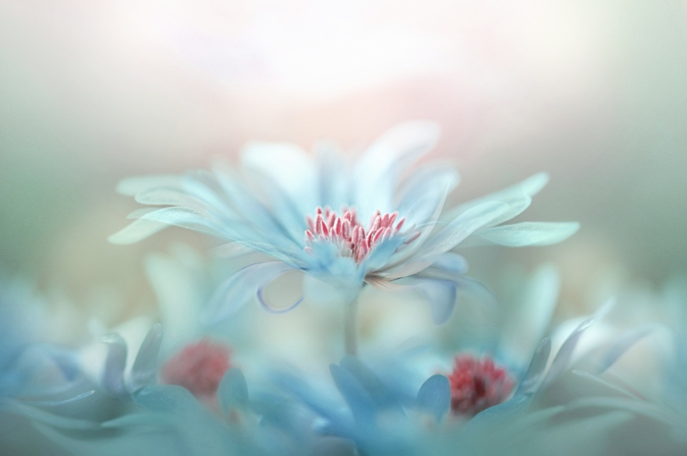 Dreamy Blue Blossoms by Jacky Parker — canvas wall art