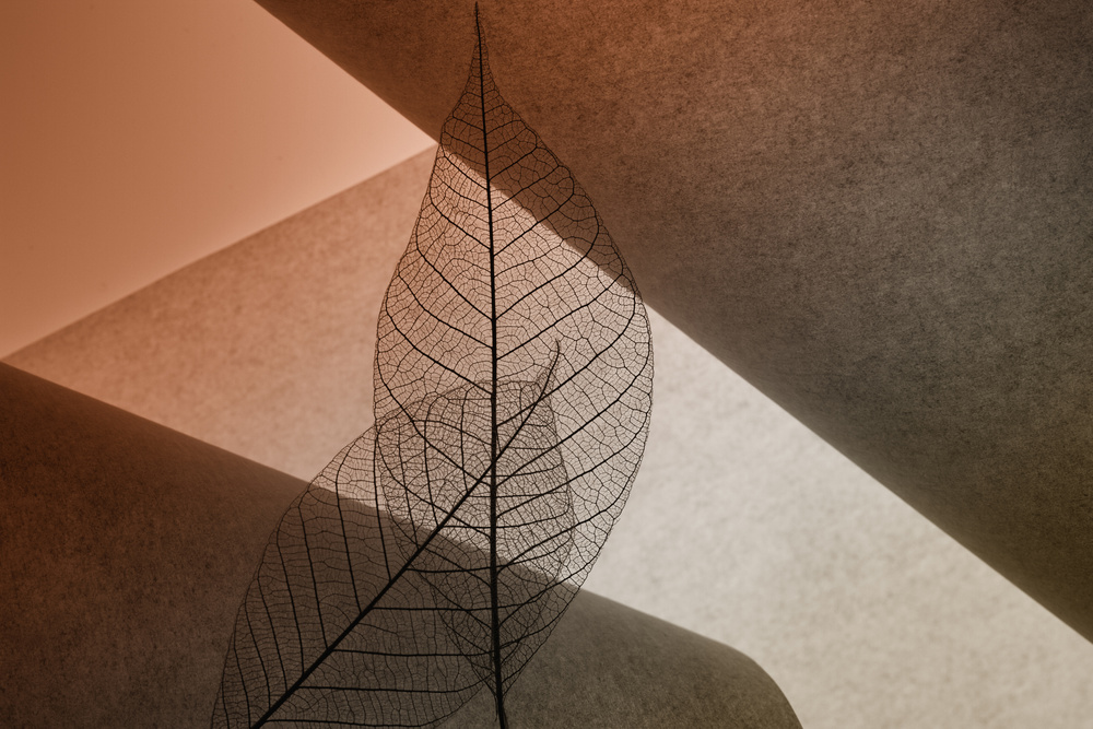 Delicate Skeleton Leaves by Shihya Kowatari — canvas wall art