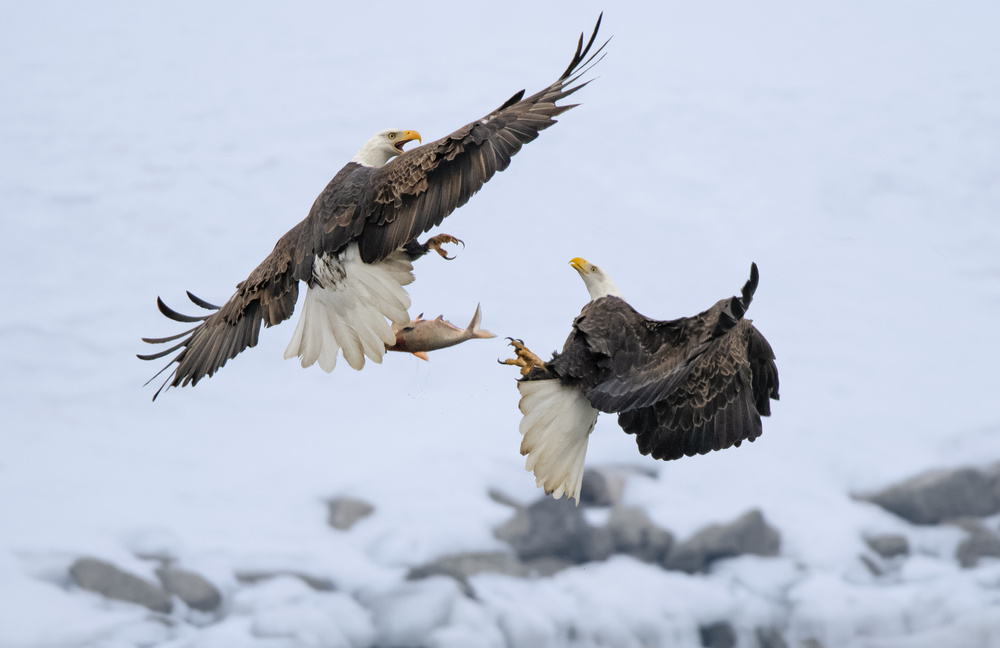 Winter Eagles Fish Fight by Yu Cheng — canvas wall art