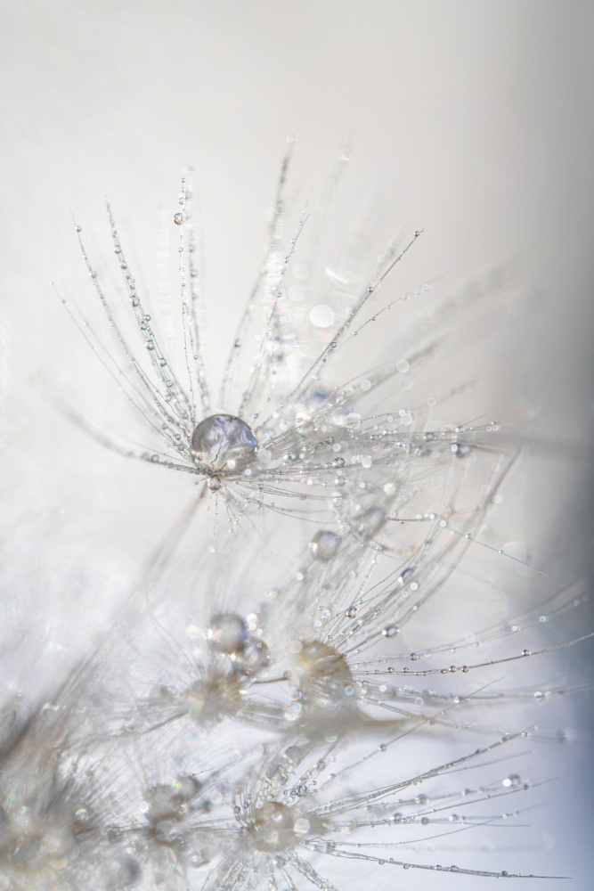 Dandelion Dew Drops by Nanda Bussers — canvas wall art