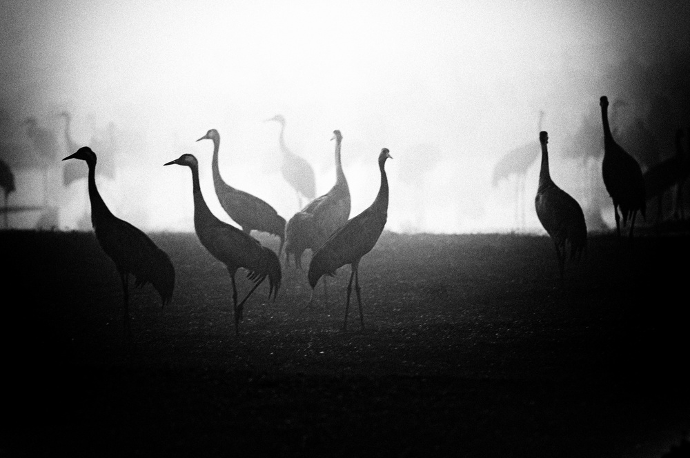 Cranes in Morning Fog by Miki Meir Levi — canvas wall art