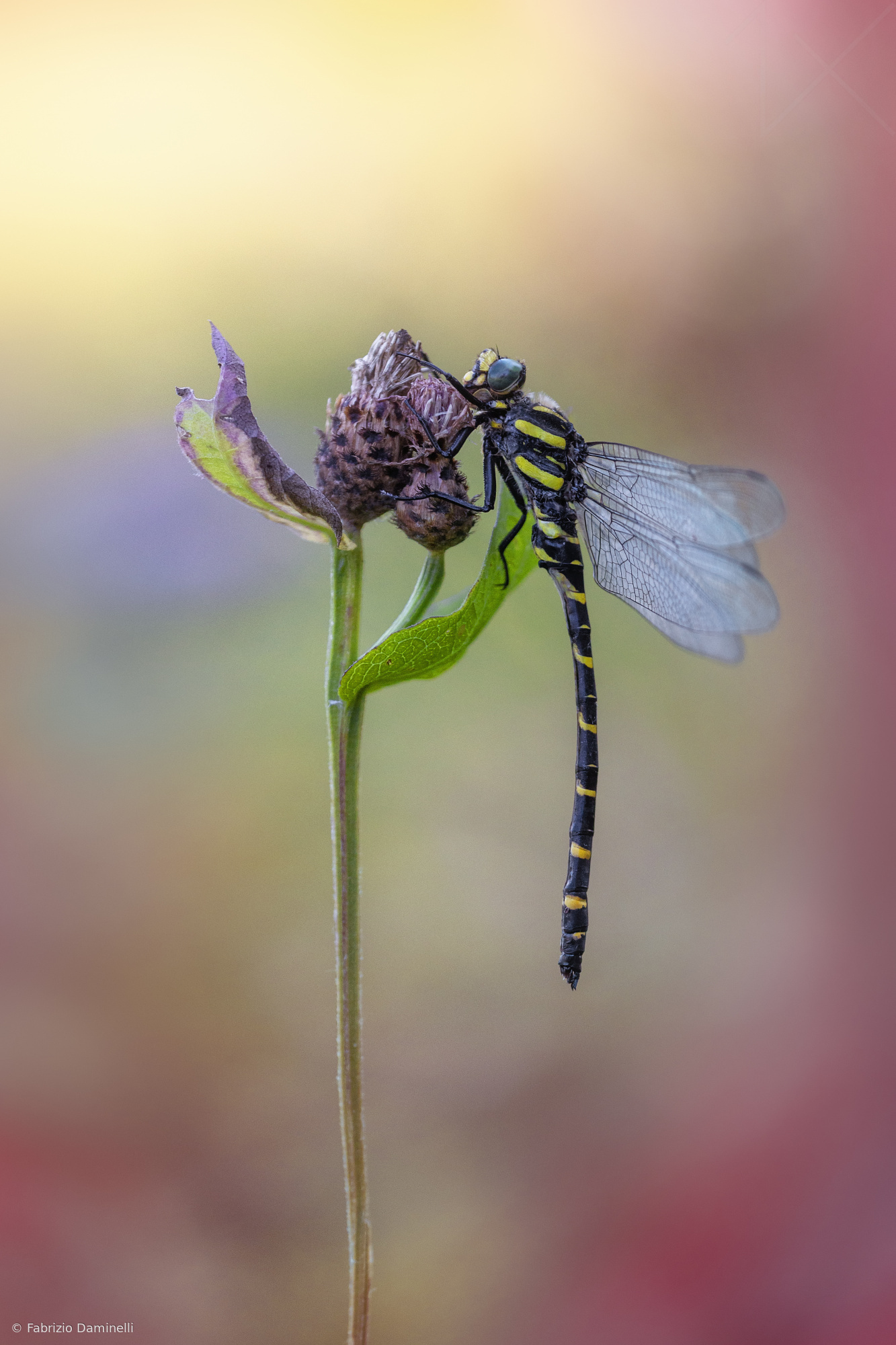 Golden-ringed dragonfly