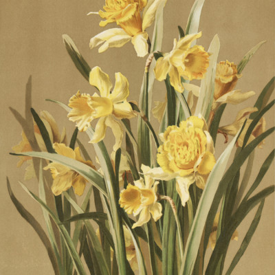 Daffodils