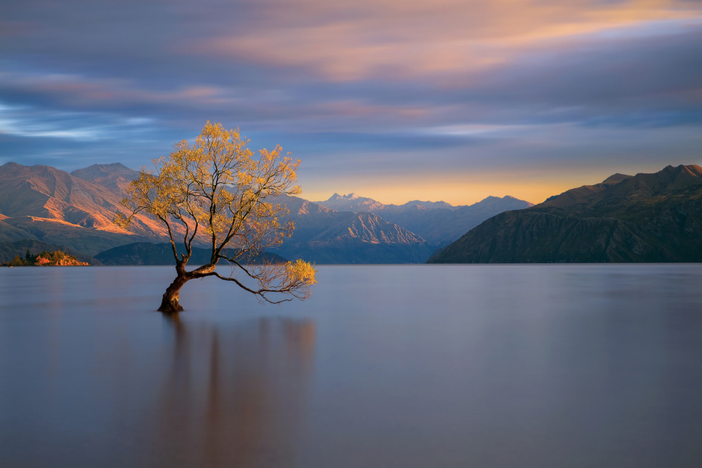 Lone Wanaka Tree by Renee Doyle — canvas wall art
