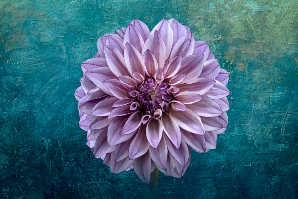 Dahlia on Teal by Richard Urbanski — canvas wall art
