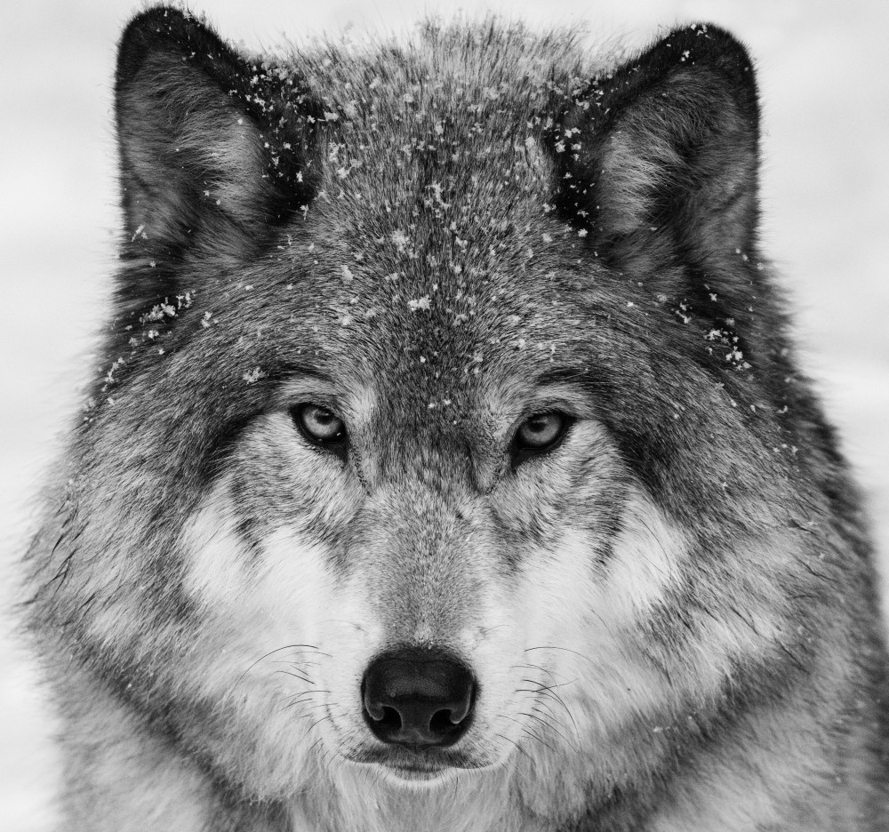Winter Wolf Gaze by Mircea Costina — canvas wall art