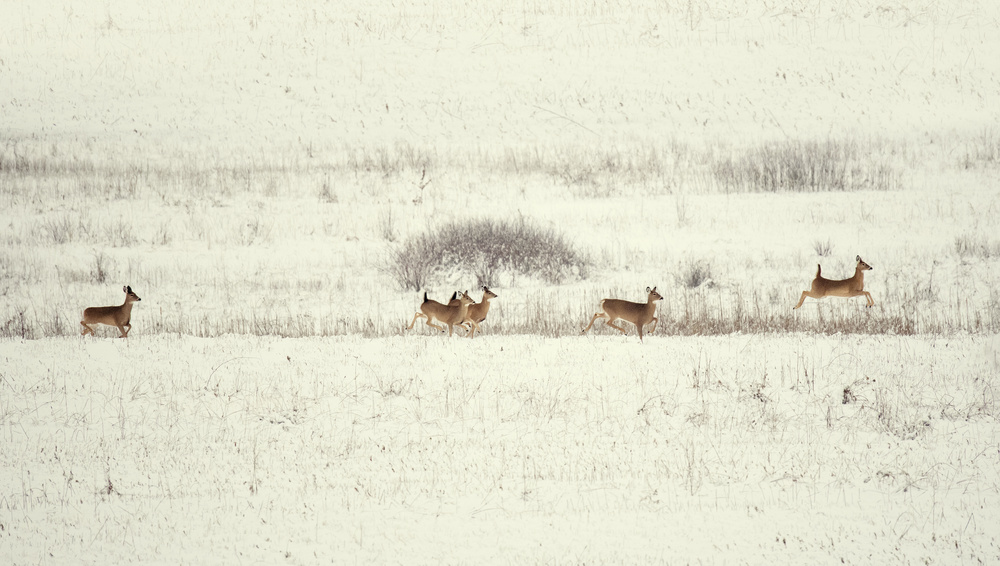 Wild Deer Snow Run by Yu Cheng — canvas wall art