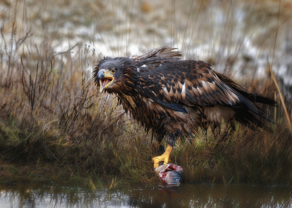 Wetland Eagle Meal by Michaela Firešová — canvas wall art