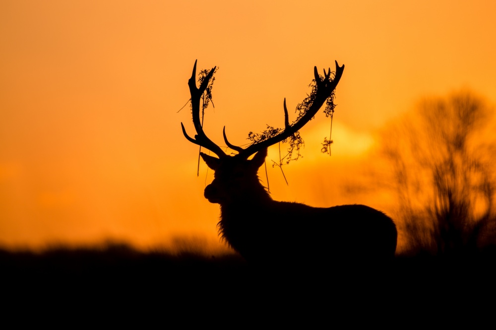Majestic Sunset Deer by Stuart Harling — canvas wall art