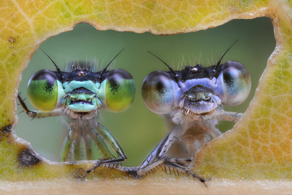 Curious Damselflies Peeking by Alberto Ghizzi Panizza — canvas wall art