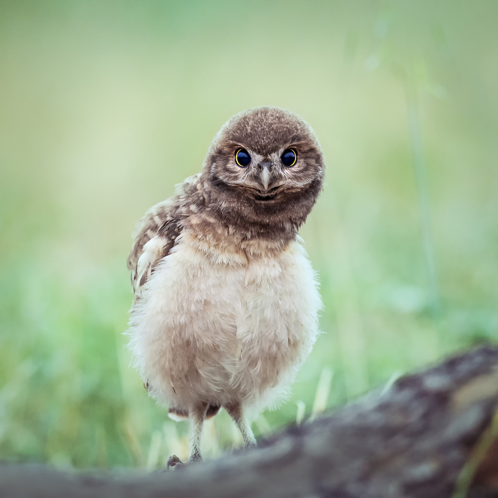 Curious Baby Owl by David H Yang — canvas wall art