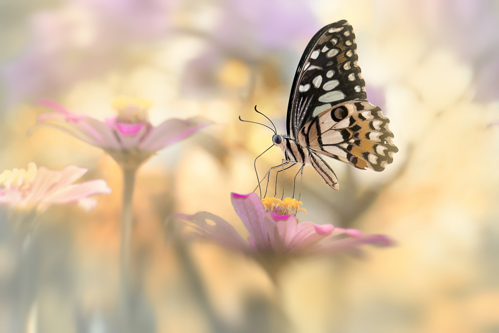 Gentle Butterfly Blossom by Fauzan Maududdin — canvas wall art