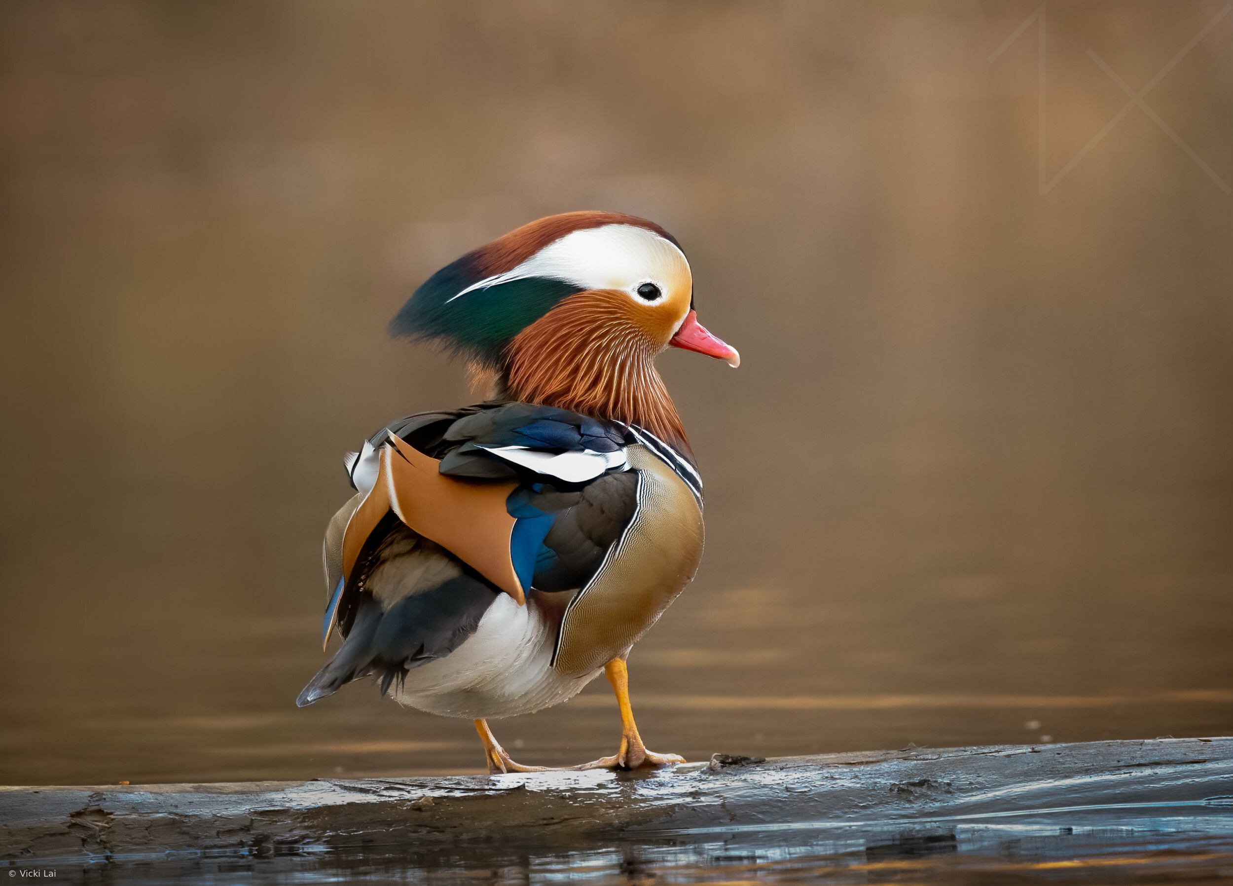 Mandarin Ducks Tranquil Pond Stock Photos - Free \u0026 Royalty-Free Stock  Photos from Dreamstime, image size:2500x1796