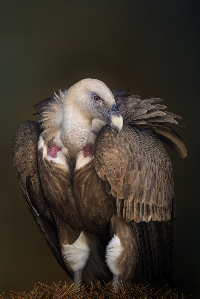 Majestic Vulture Portrait by Yousef Abuaisheh — canvas wall art
