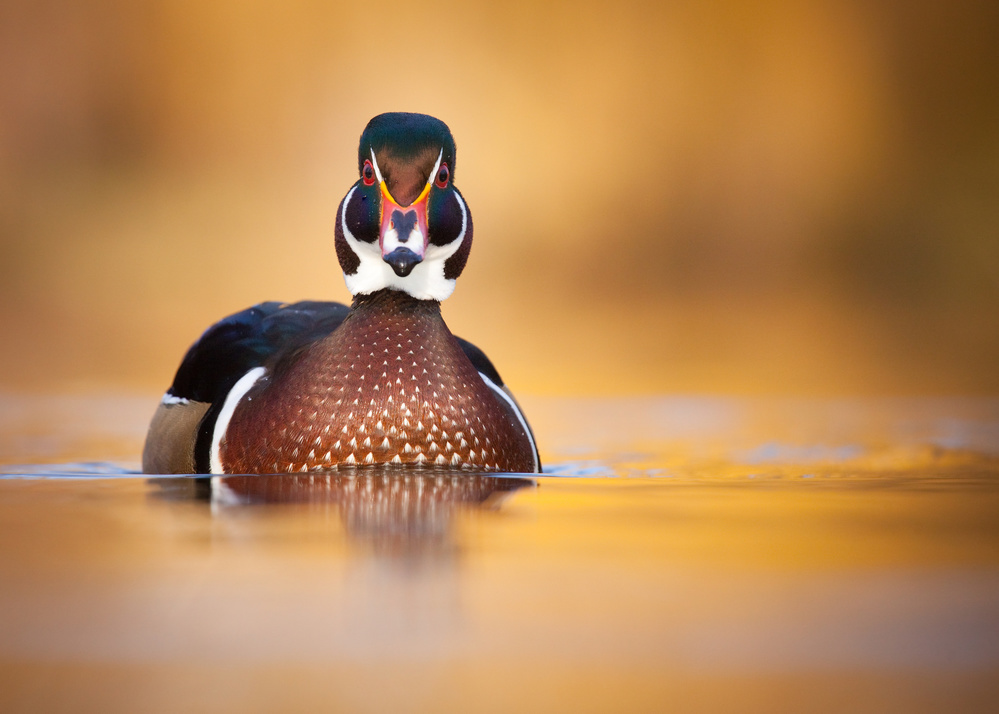 Vibrant Wood Duck by Robert Adamec — canvas wall art