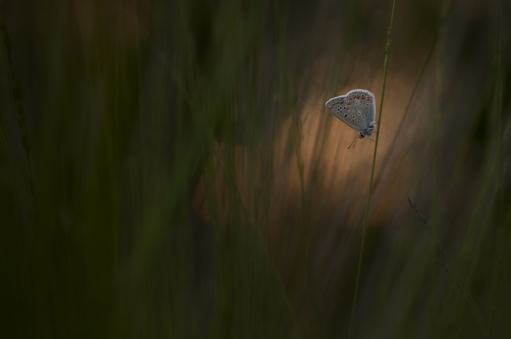 Blue Butterfly Golden Light by Jan Paul Kraaij — canvas wall art
