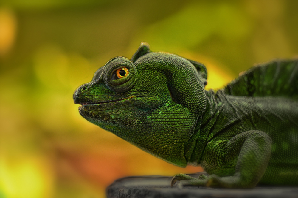 Green Basilisk Profile by Georgios Tsikiridis — canvas wall art