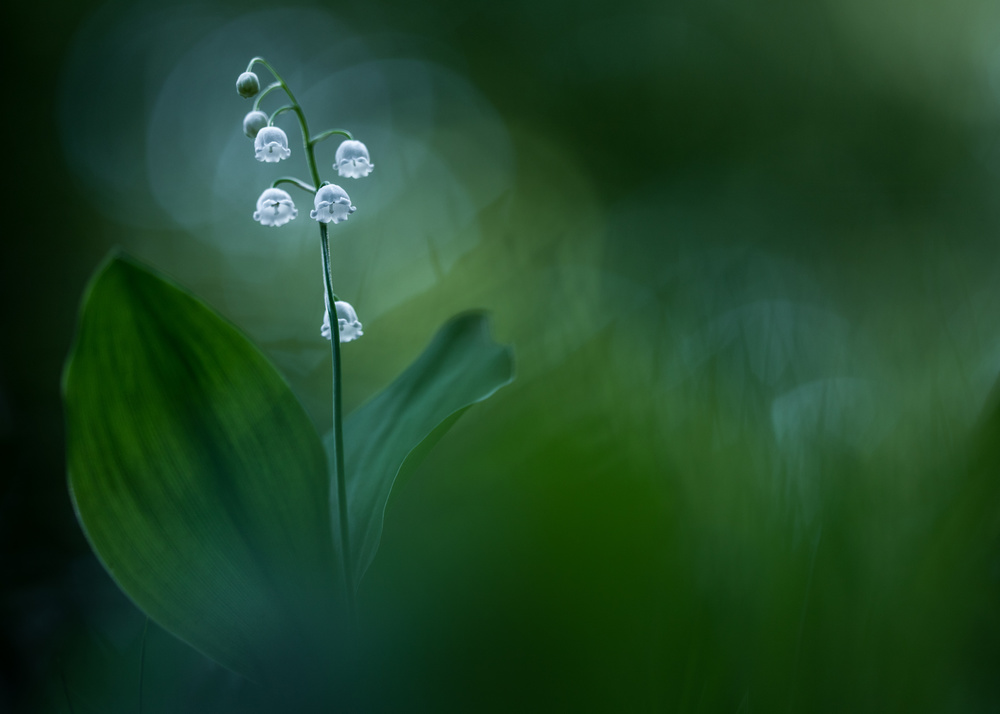 Delicate Lily of the Valley by Petra Dvorak — canvas wall art